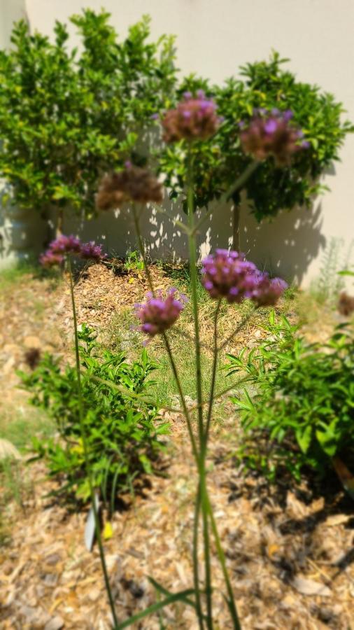 Apartmán Chez Nous Dans Notre Petit Jardin Montpellier Exteriér fotografie